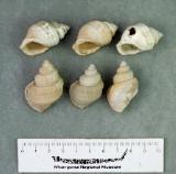 Click for more details.